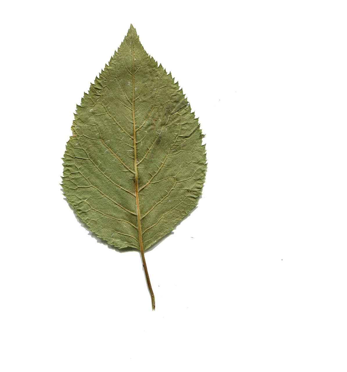 Susino brigantino 25