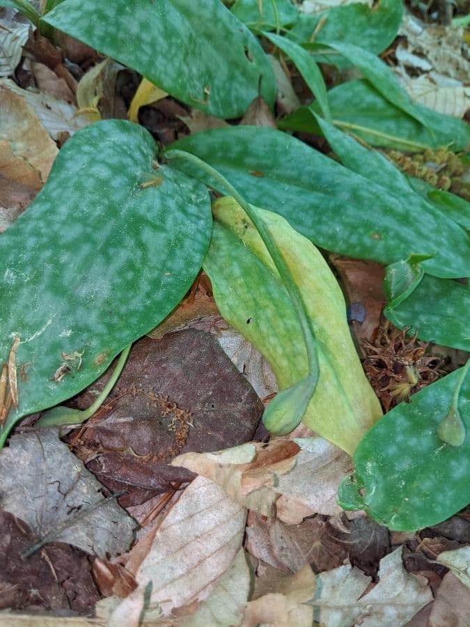 Érythrone d'Amérique 2