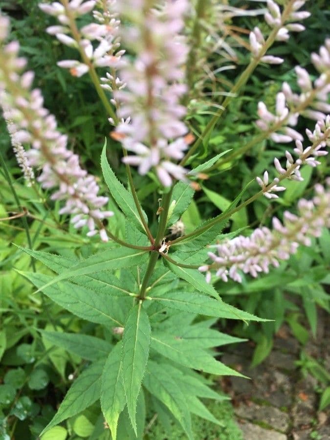 Veronica virginica 30