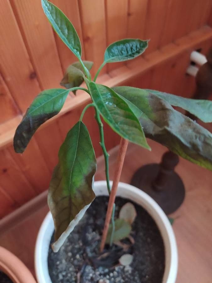 Avocado 27