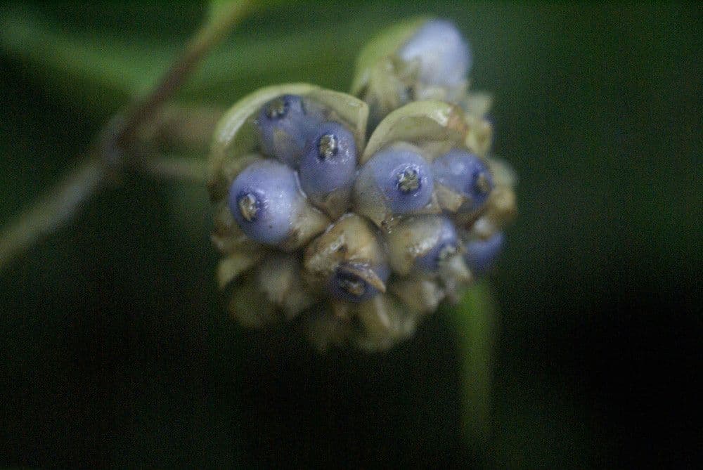 Psychotria