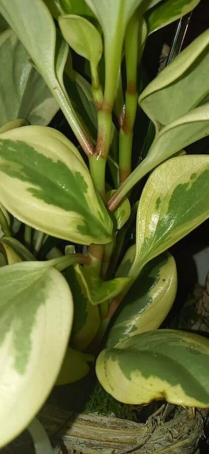 Peperomia 22