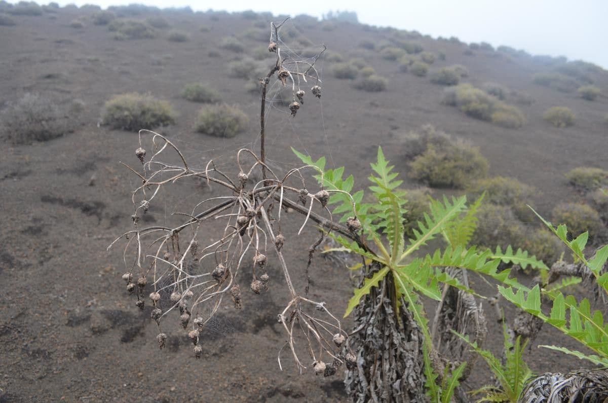 Sonchus gandogeri 8