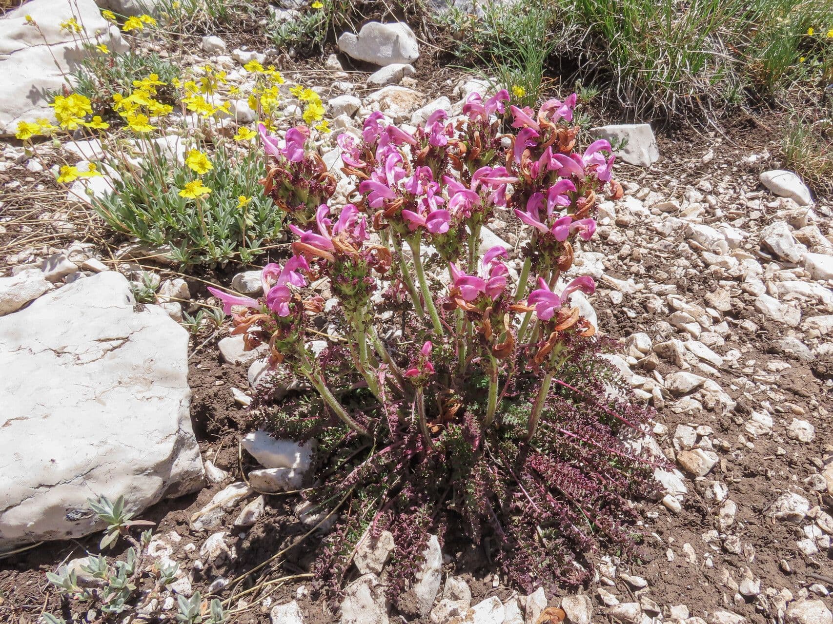 Pedicularis 3