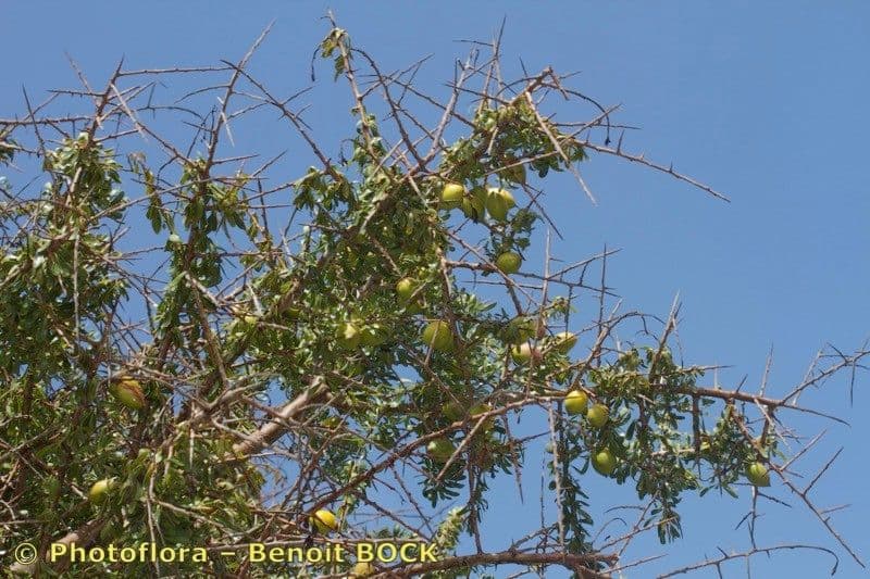 Argan 26