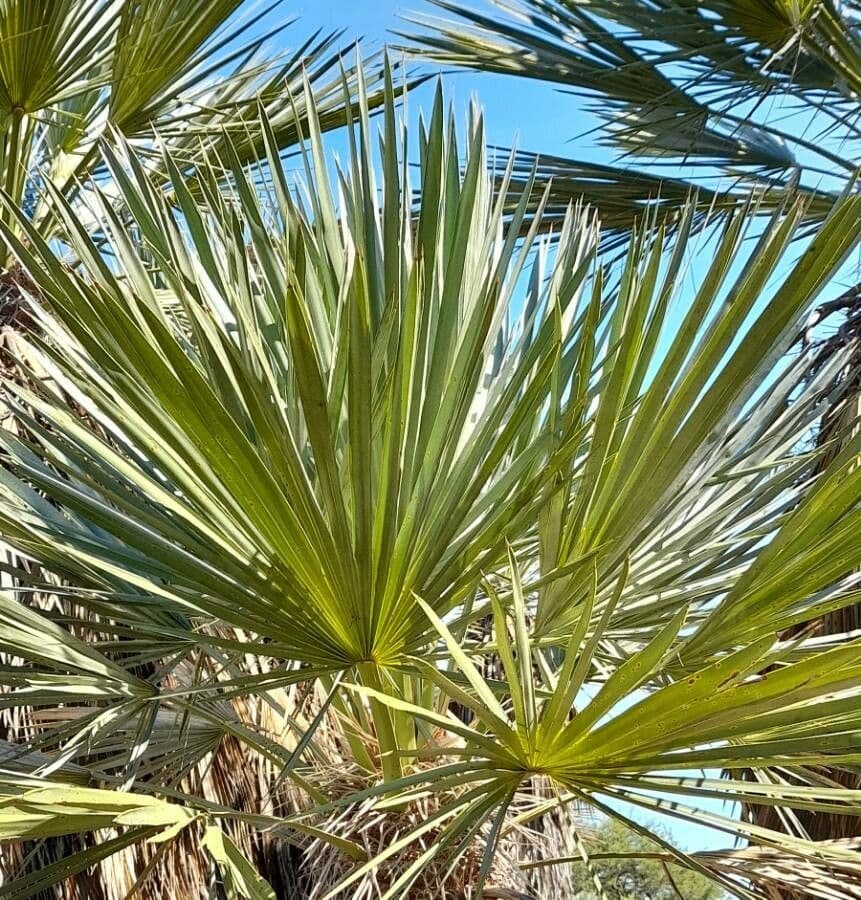 Trithrinax polny 13