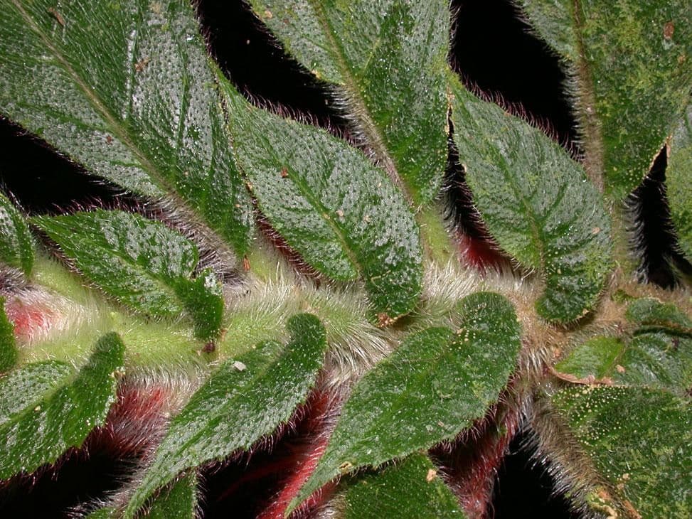 Columnea 11