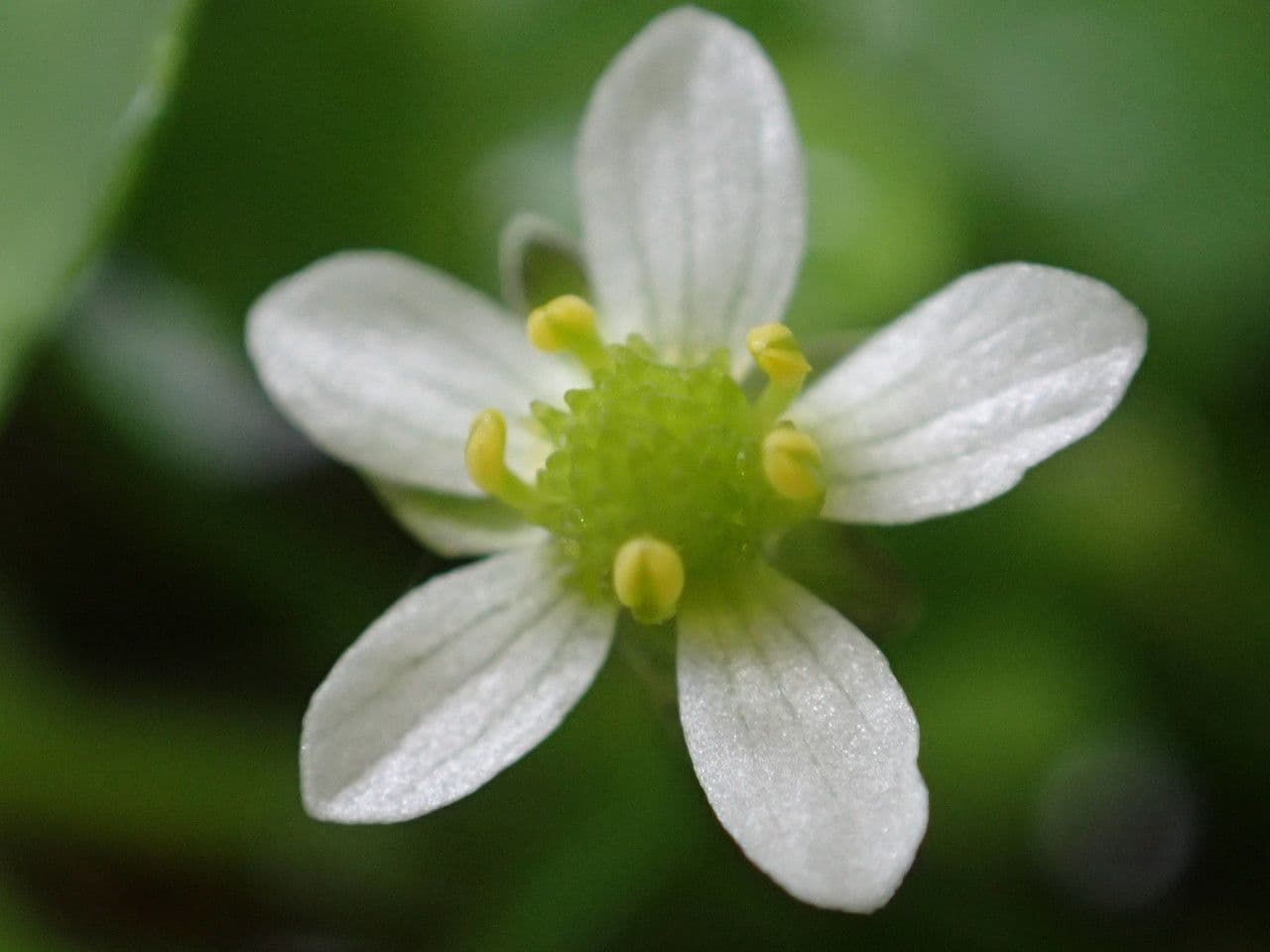 Ranunculus omiophyllus 3