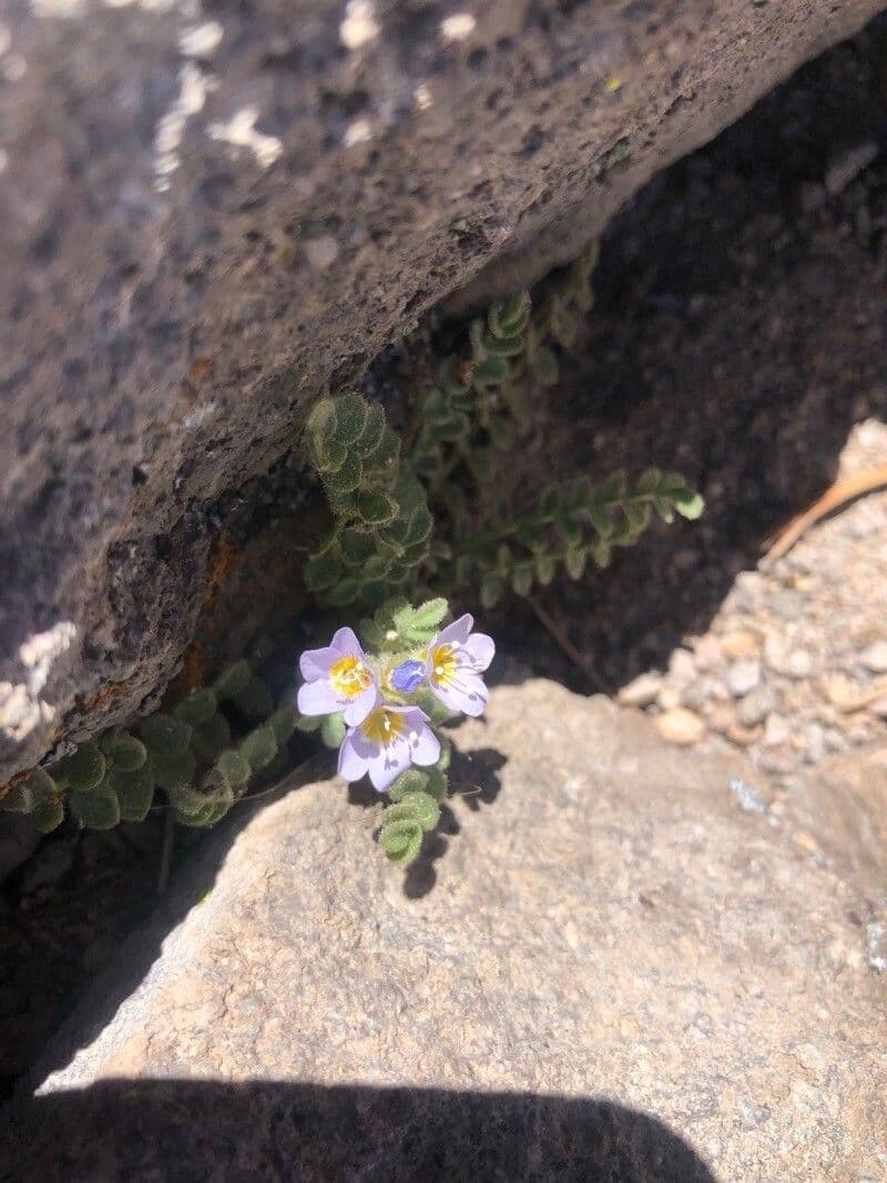 Polemonium viscosum 11