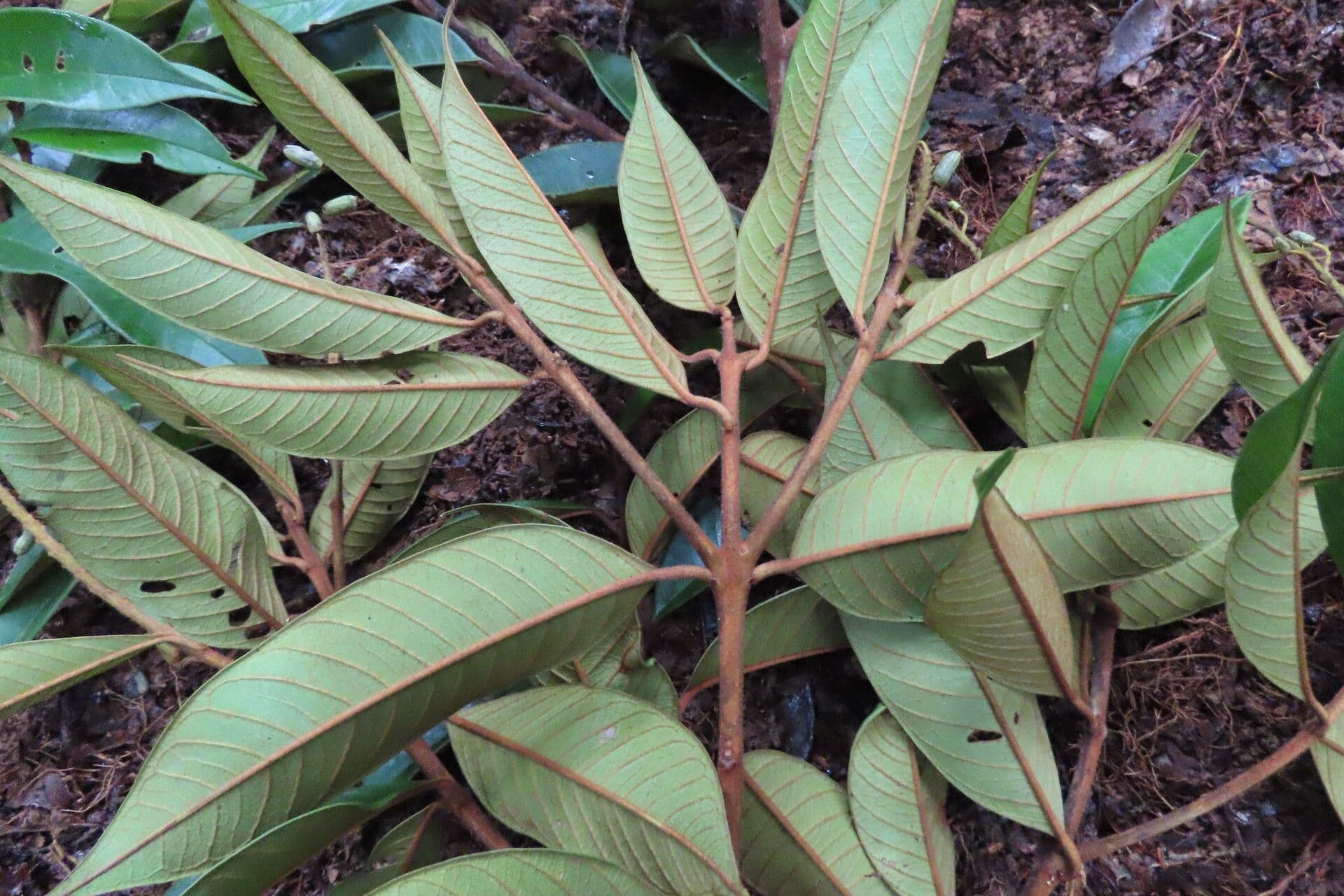 Vochysia 16
