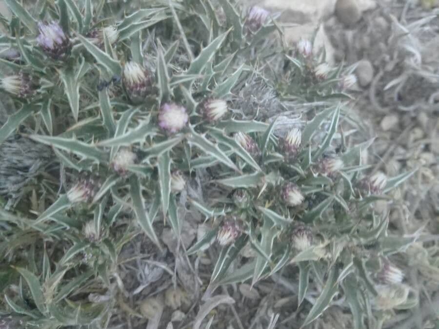 Atractylis