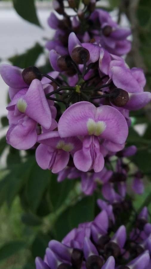 Lonchocarpus violaceo 3