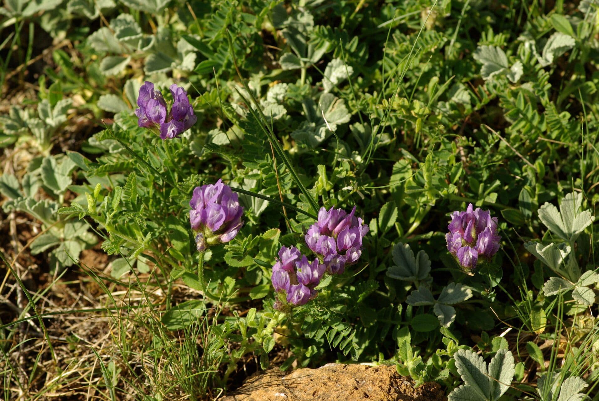 Astragalo danese 9