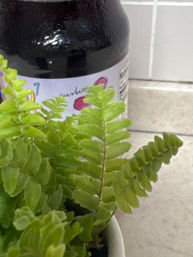 Nephrolepis exaltata 8