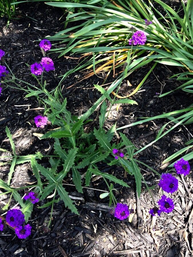 Verbena rigida 13