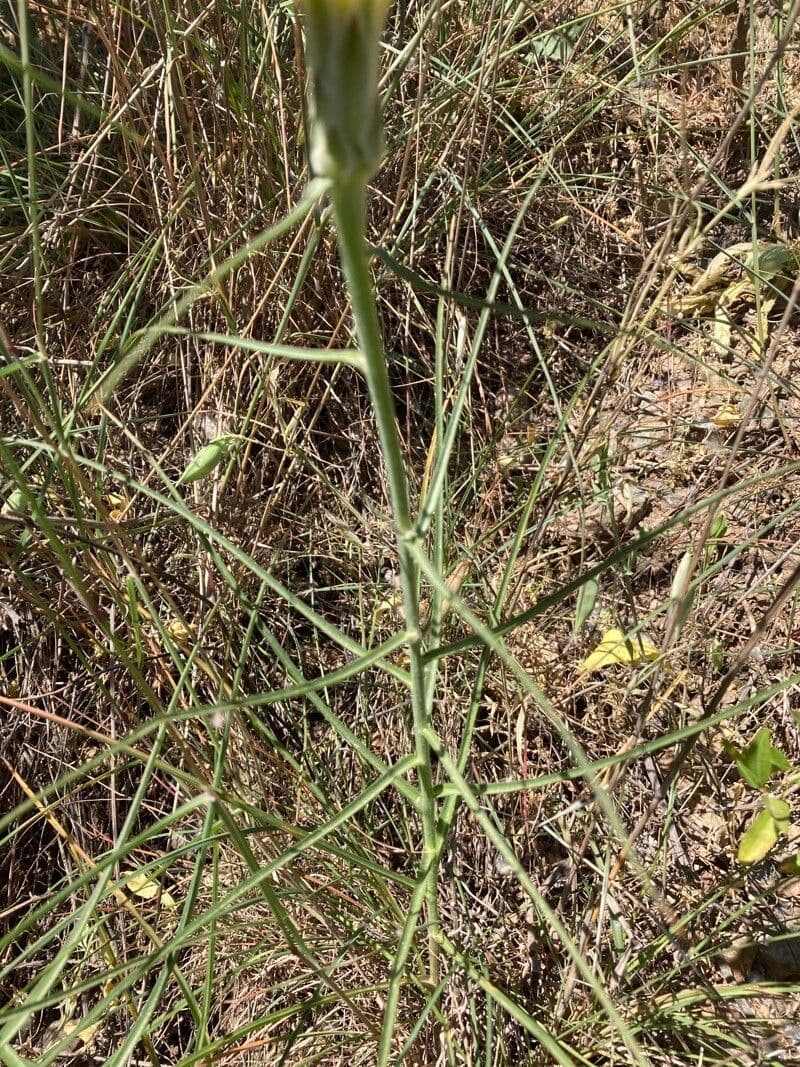 Scorzonera graminifolia 15