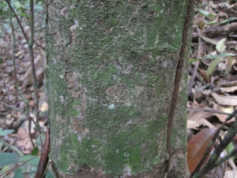 Hervorragende Pouteria 8