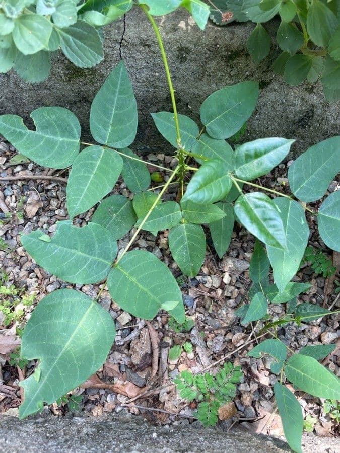 Poeppigs Korallenbaum 10