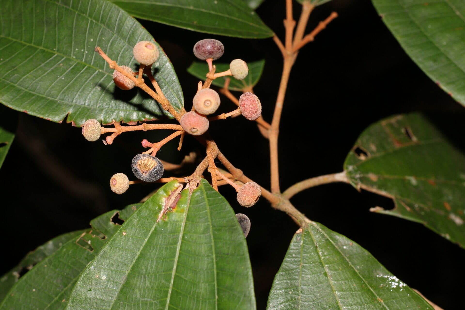 Miconia