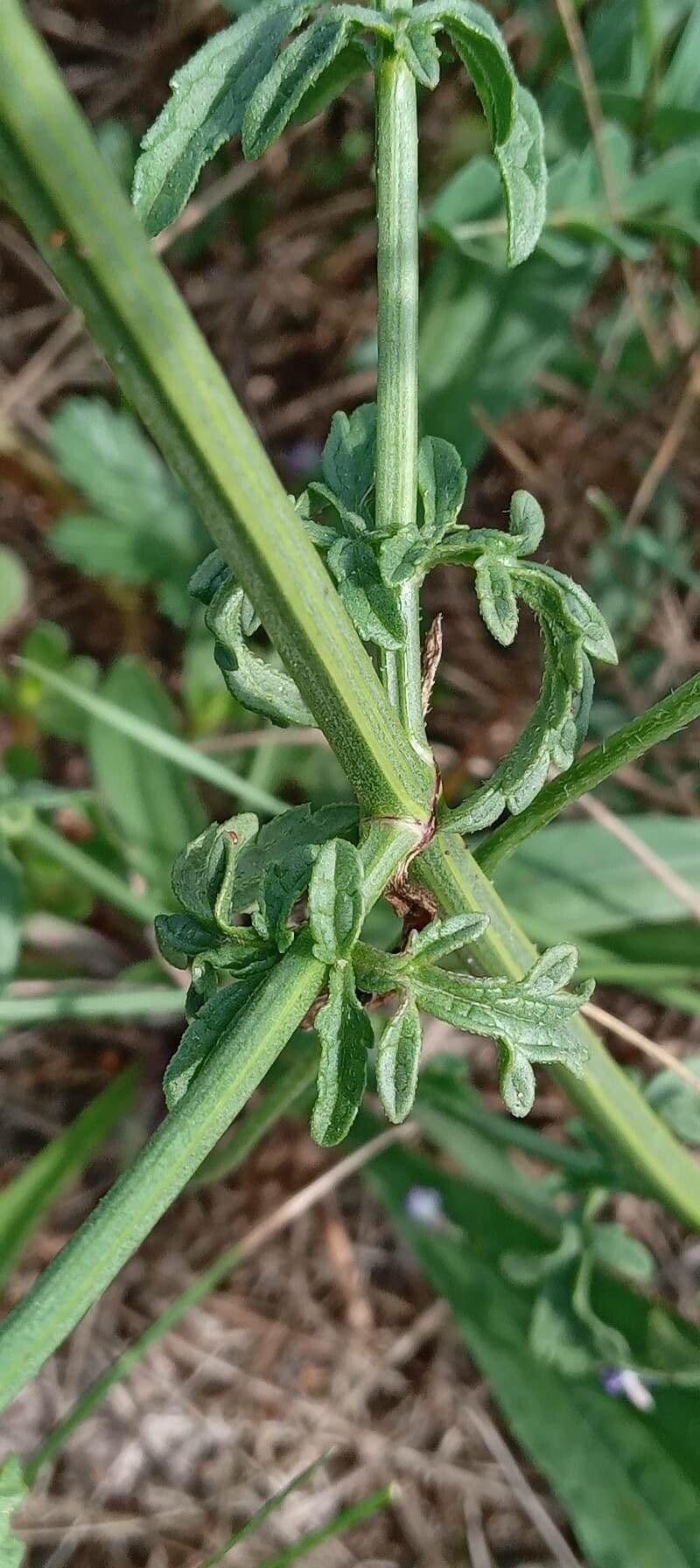 Verbena comune 24