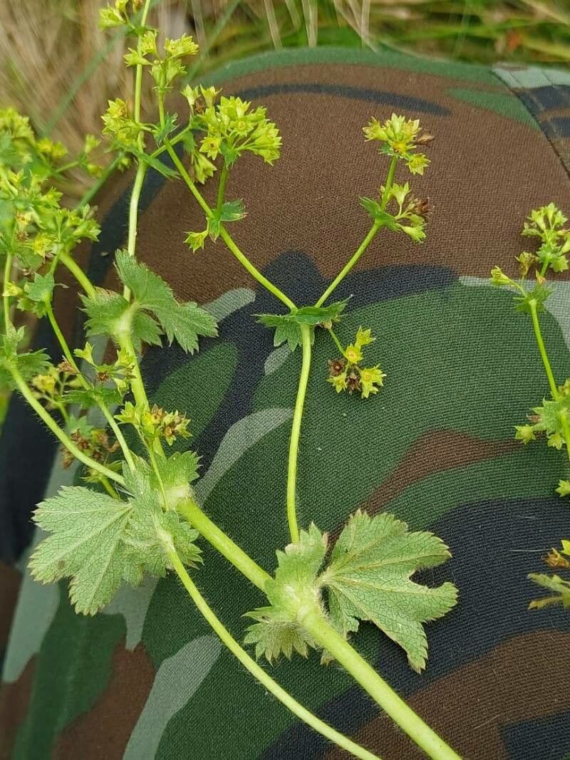 Alchemilla lucida