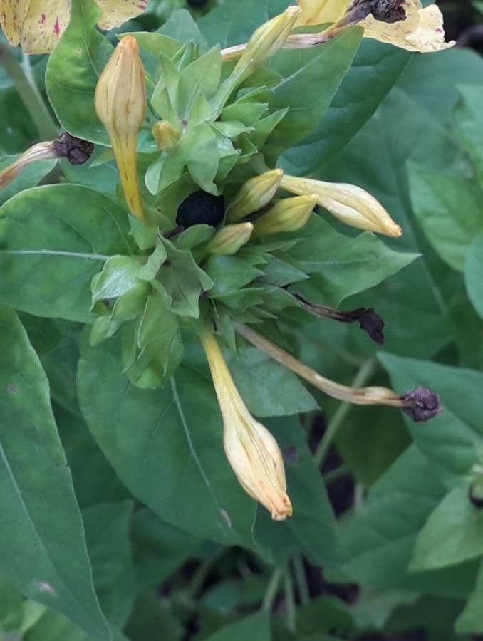 Wunderblume 3