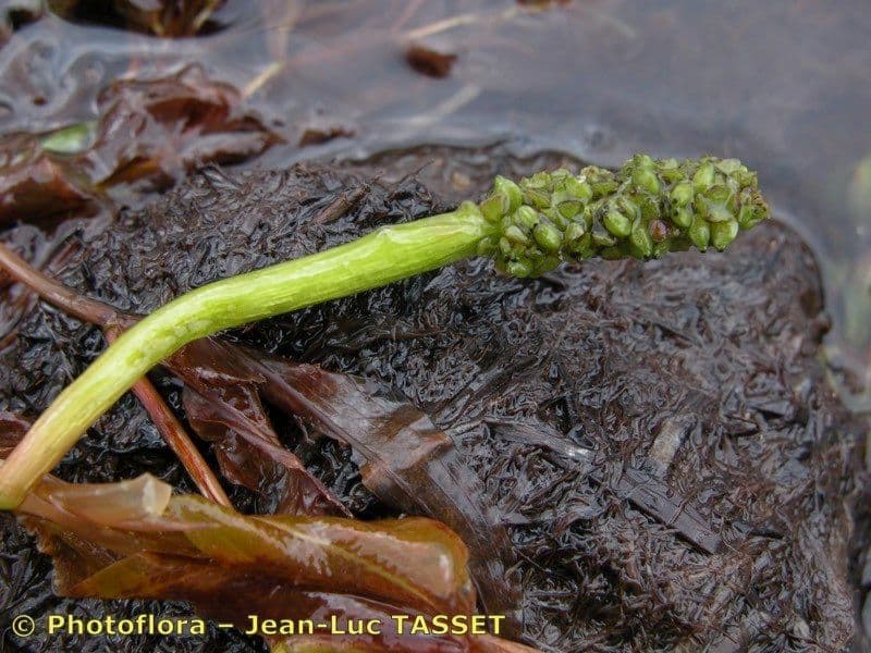 Gras-Laichkraut 4