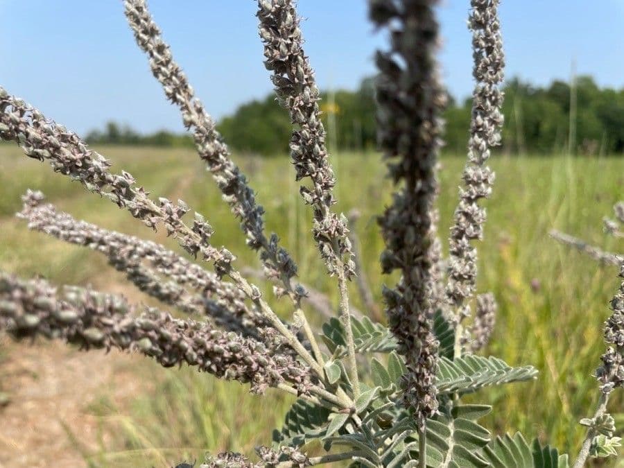 Leadplant 3