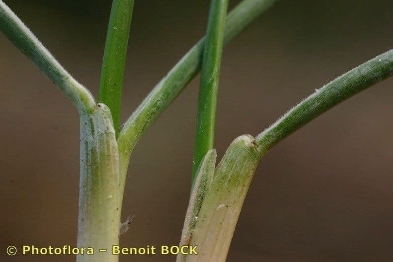 Festuca pallida 17