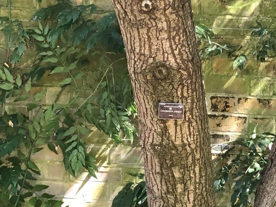 Maiglöckchenbaum 16