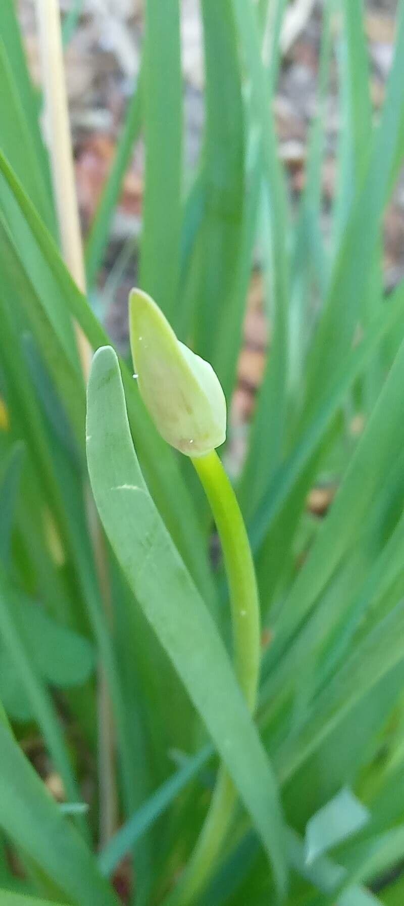 Tulbaghia 27