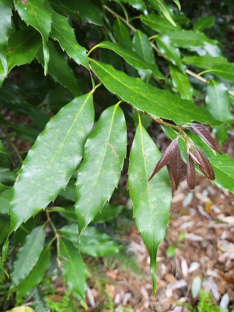 Quercia 2