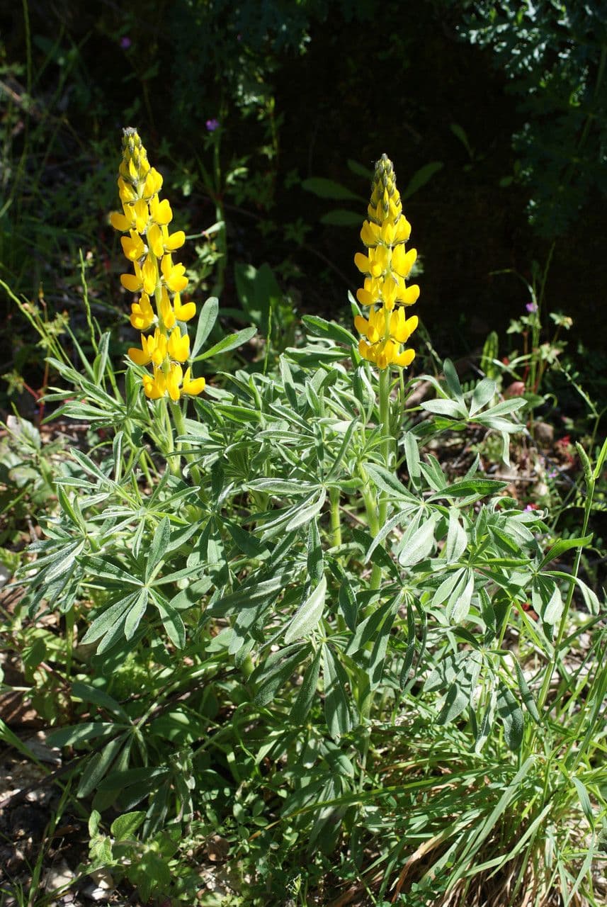 Gelbe Lupine 11