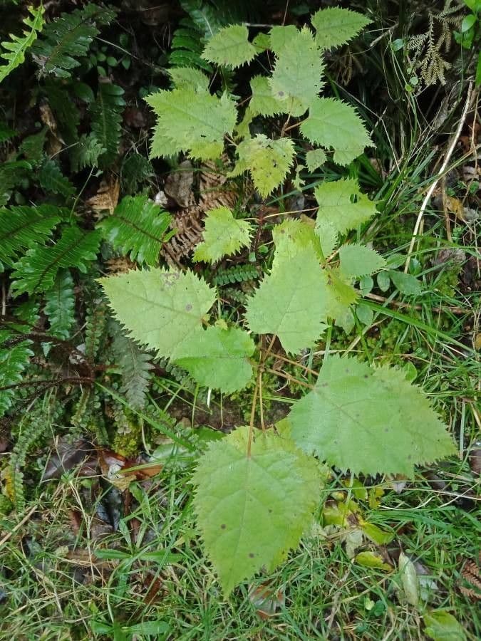 Zahnblättrige Aristotelia 2