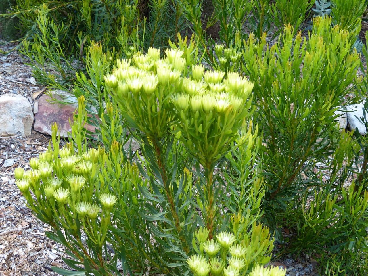 Leucospermum prostrato 3