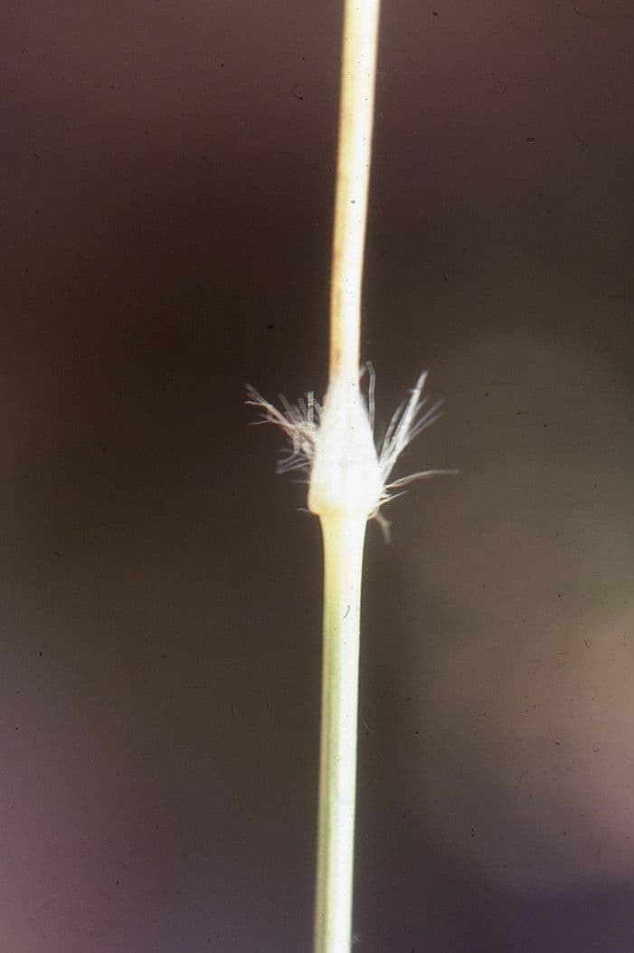 Stipagrostis ottusa 2