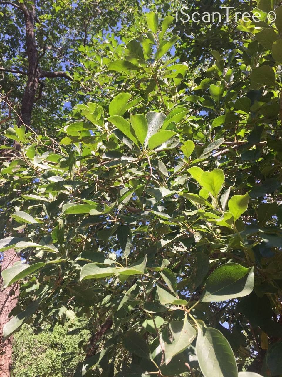Terminalia 9