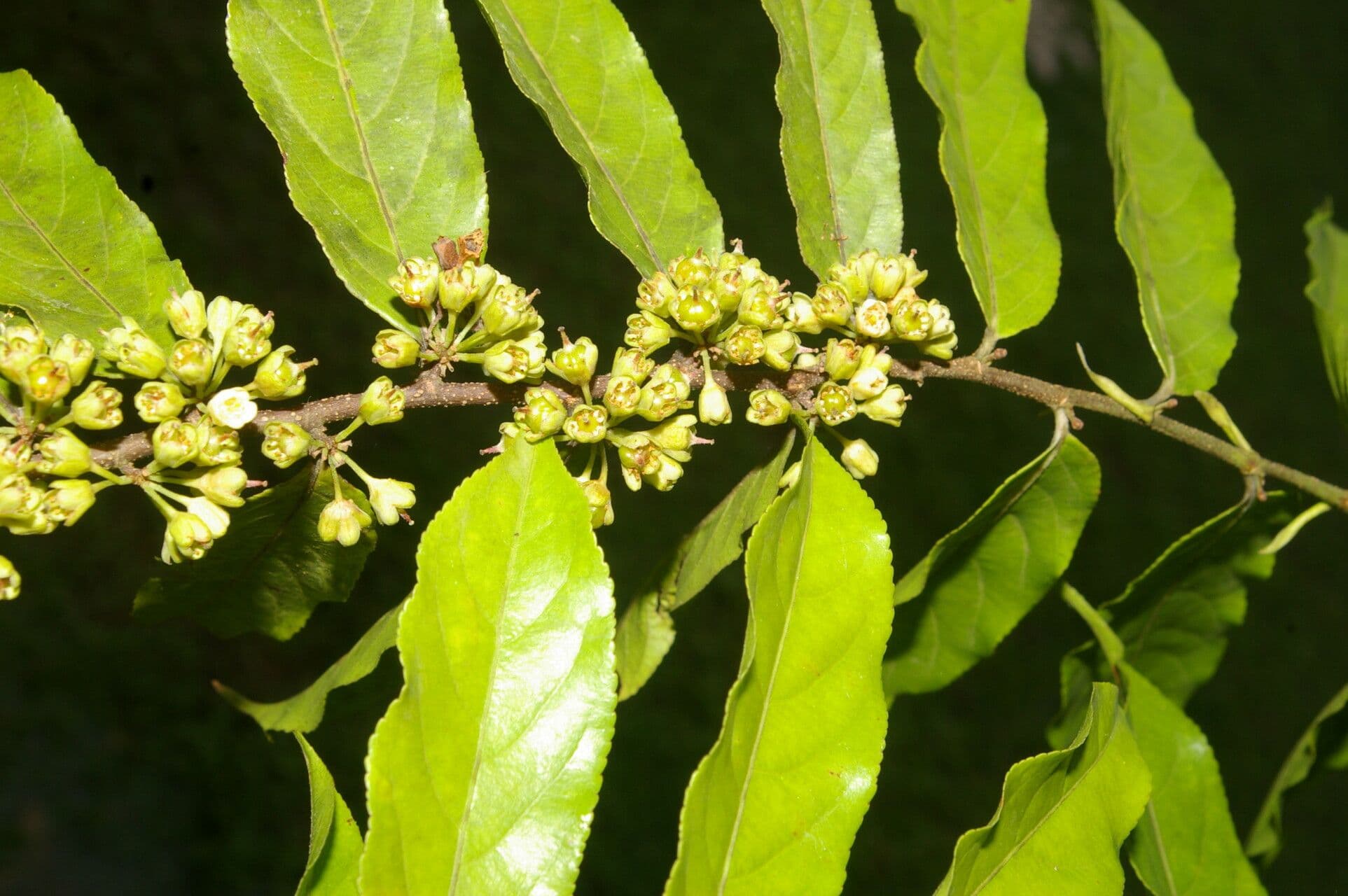 Casearia 4