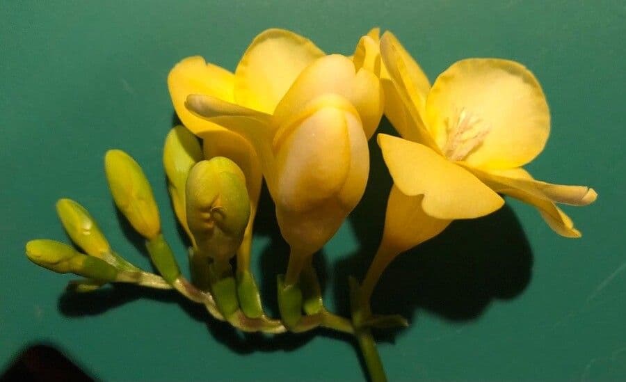 Freesia 4