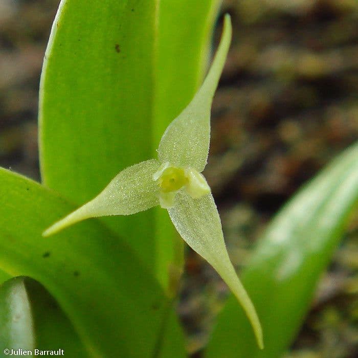 Bulbophyllum 15