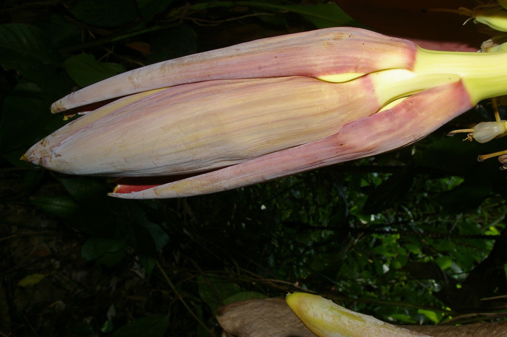 Abaca