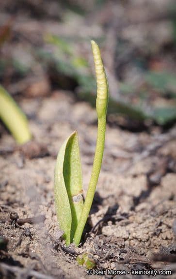 Ophioglossum californicum 8