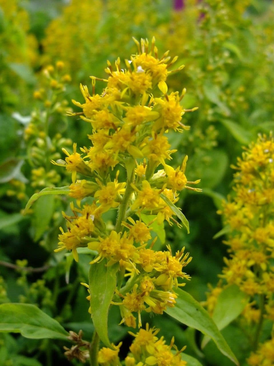 Solidago 4
