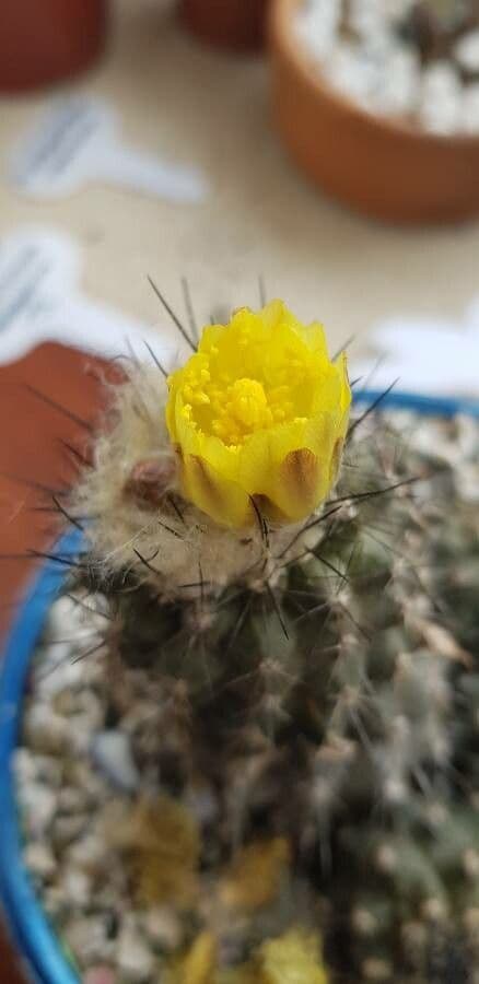 Copiapoa 4