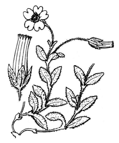 Centocchio 19