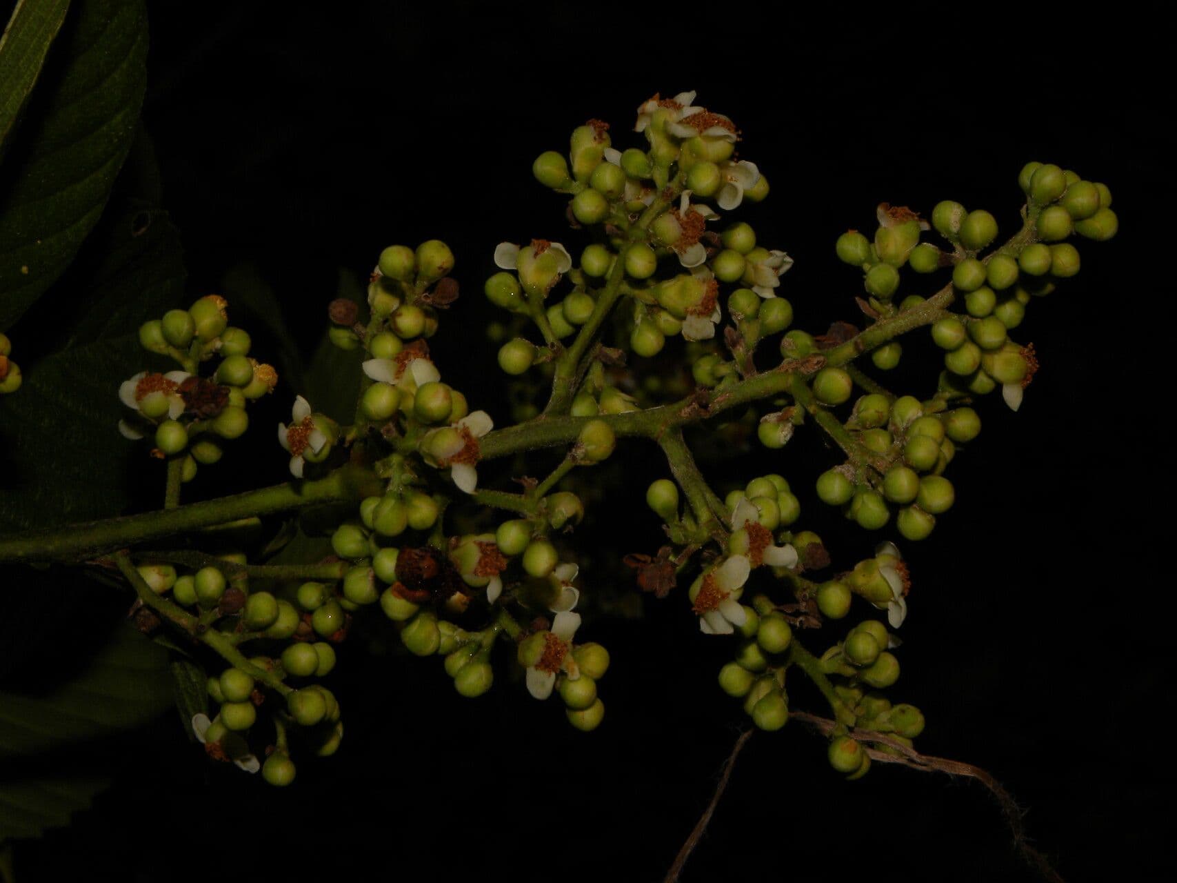 Tetracera 7