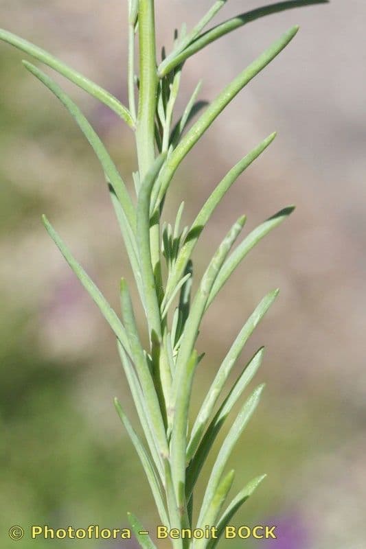 Linaria 16
