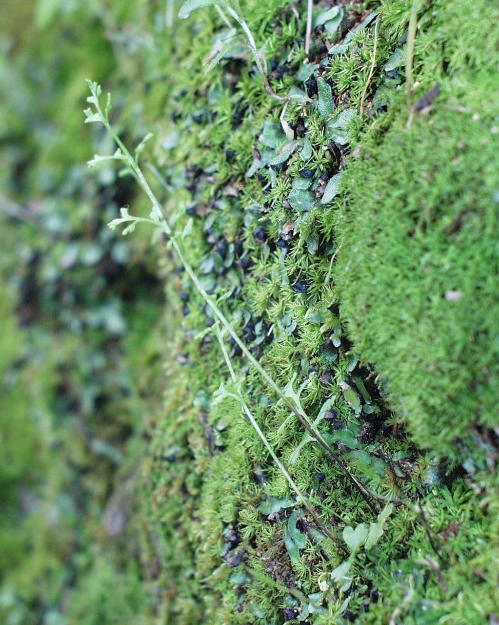 Anogramma leptophylla 10