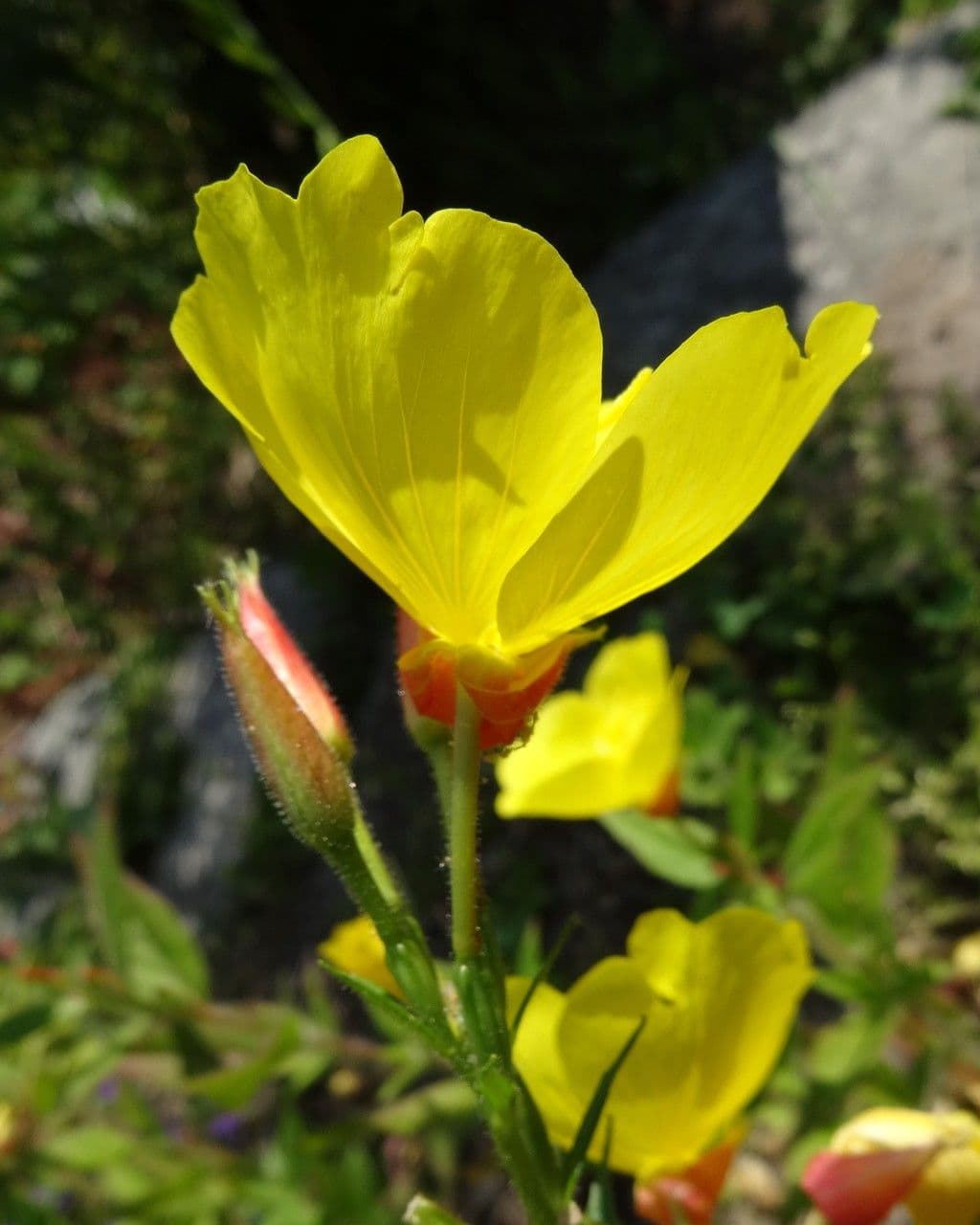 Enagra tetragona 5