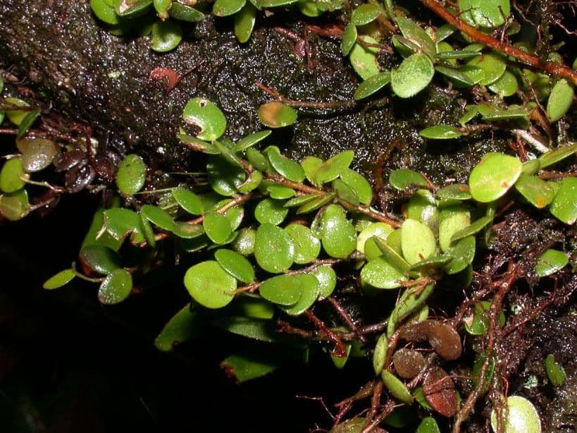 Sphyrospermum 7